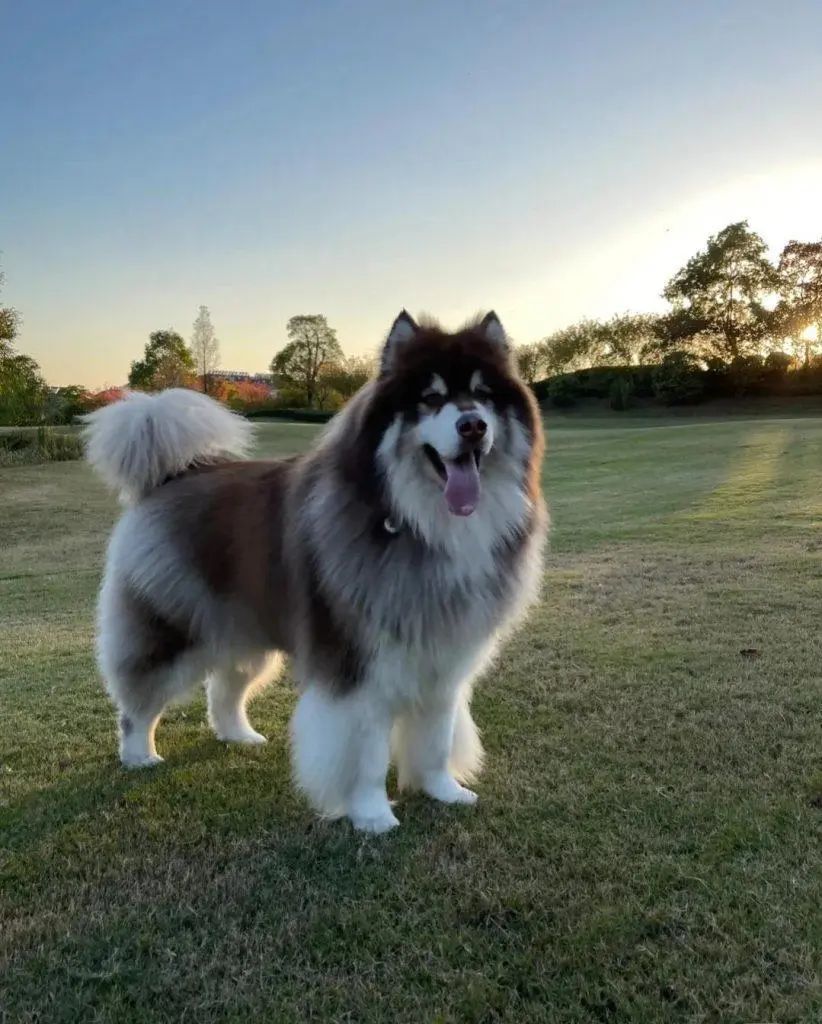 恶犬伤人拟纳入治安处罚！烈性犬都有哪些？