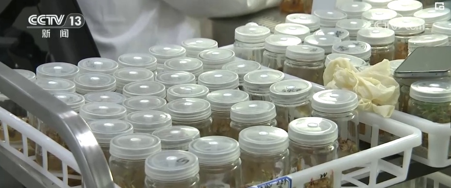 “拴牢”流沙“以绿治黄” 荒漠“生金”绿意浓 “拴牢”流沙“以绿治黄” 荒漠“生金”绿意浓