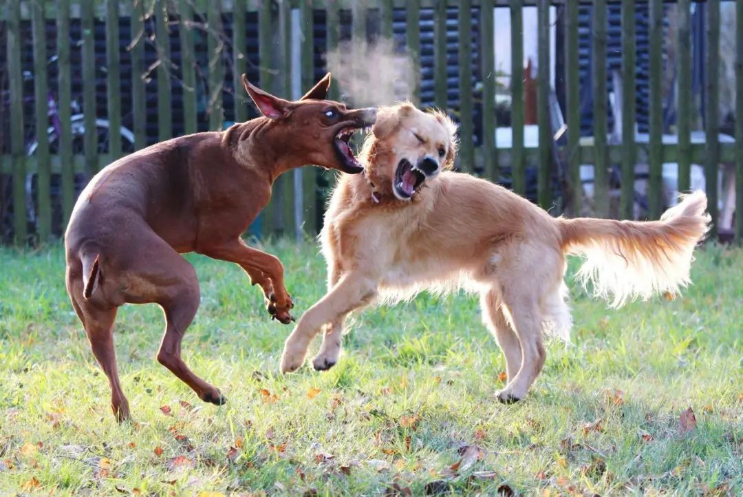 恶犬伤人拟纳入治安处罚！烈性犬都有哪些？