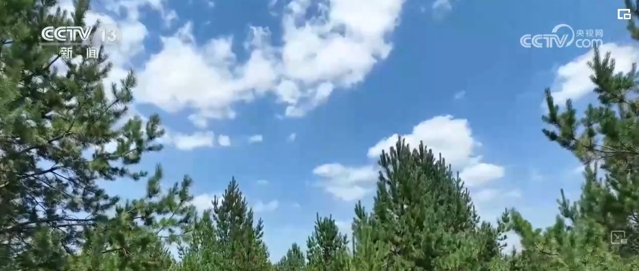 “拴牢”流沙“以绿治黄” 荒漠“生金”绿意浓 “拴牢”流沙“以绿治黄” 荒漠“生金”绿意浓