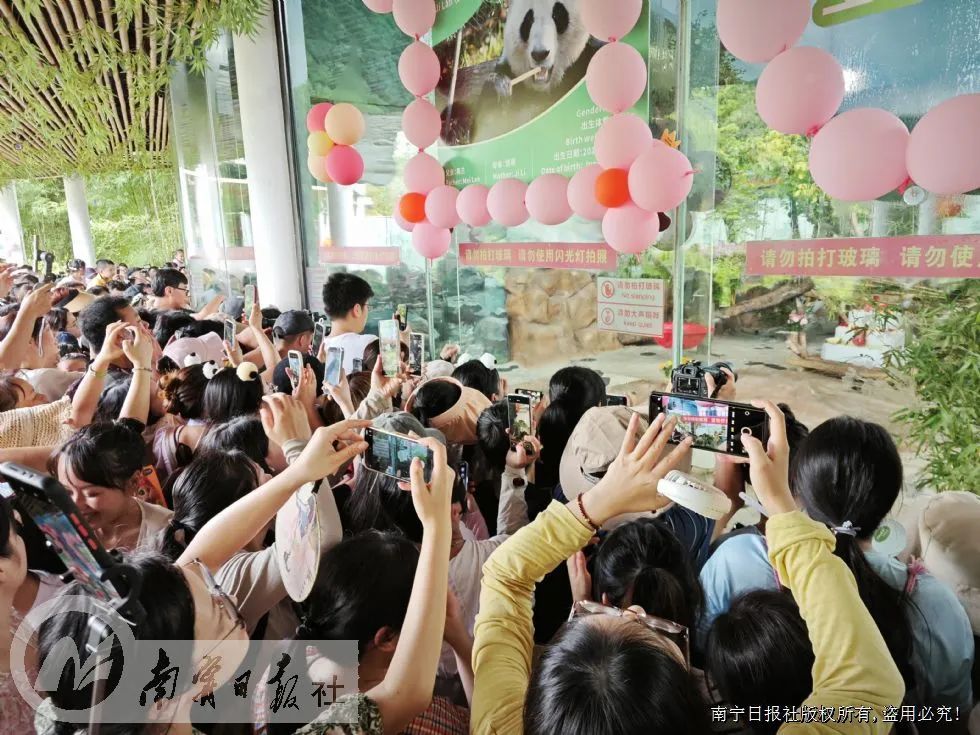大熊猫“绩美”“绩兰”欢度8岁生日