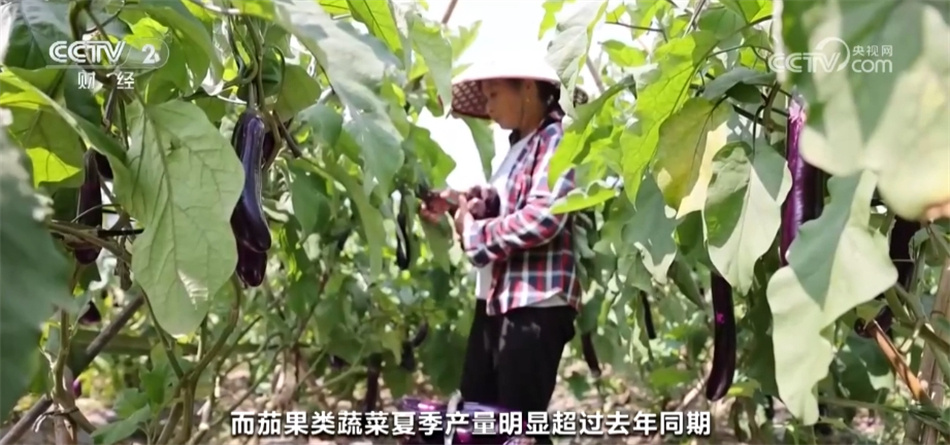 6月份全国蔬菜价格保持季节性下行 多举措保障居民拎稳“菜篮子” 6月份全国蔬菜价格保持季节性下行 多举措保障居民拎稳“菜篮子”