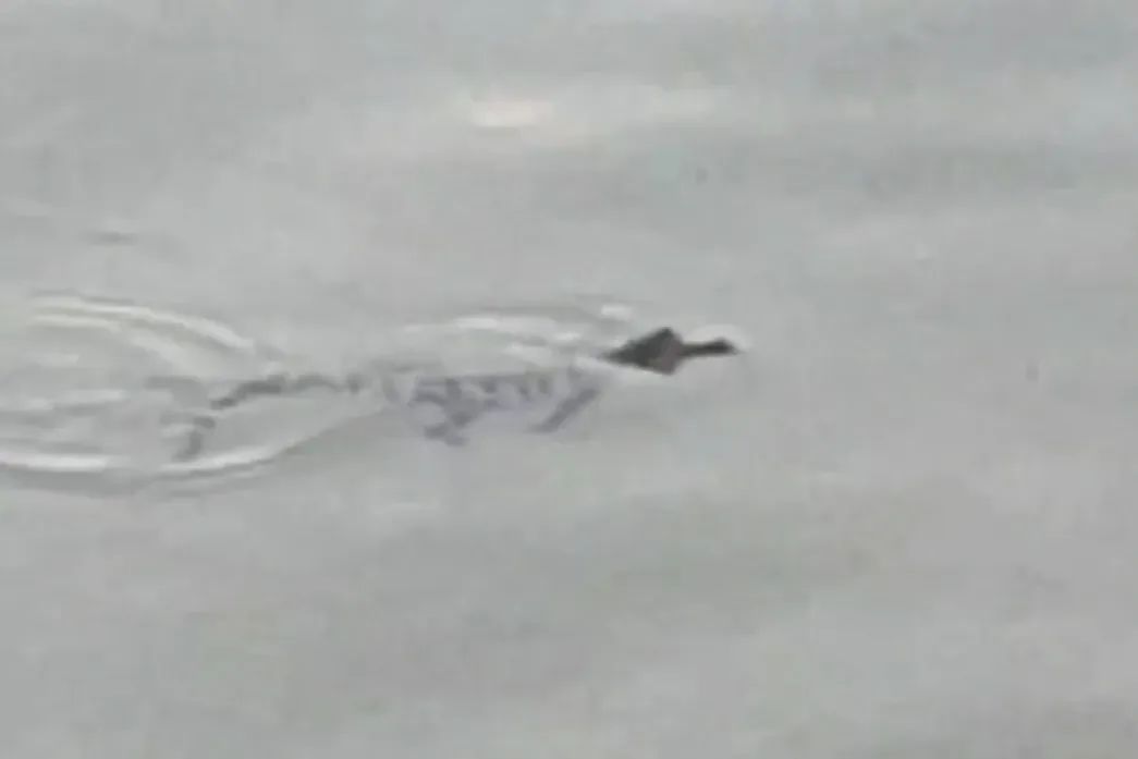 河南一湖中惊现鳄鱼幼体！专家回应