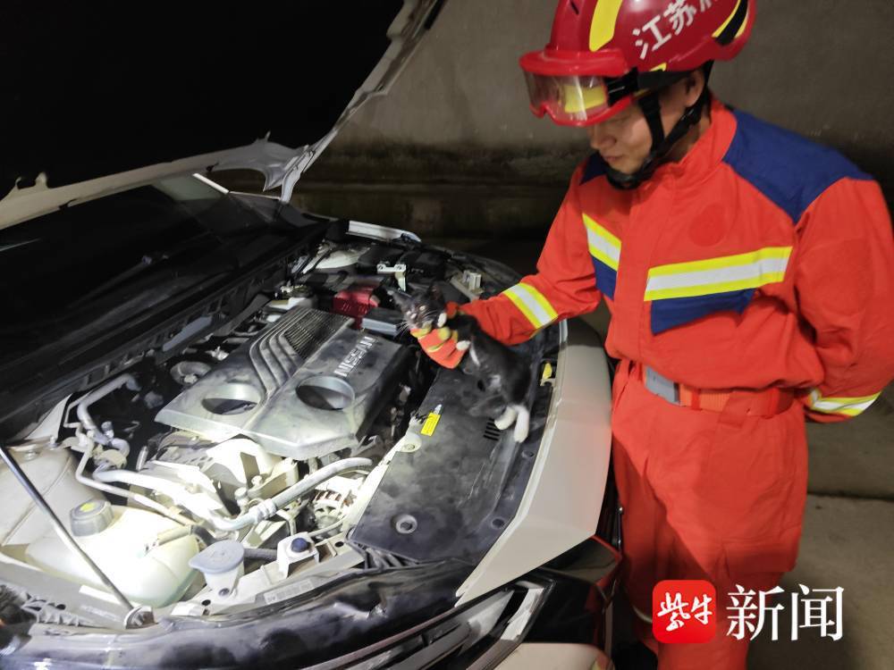 雨天开车前请留意！小奶猫“躲雨”被困引擎盖