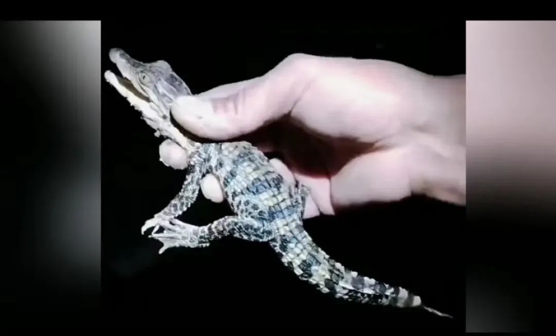 河南一湖中惊现鳄鱼幼体！专家回应