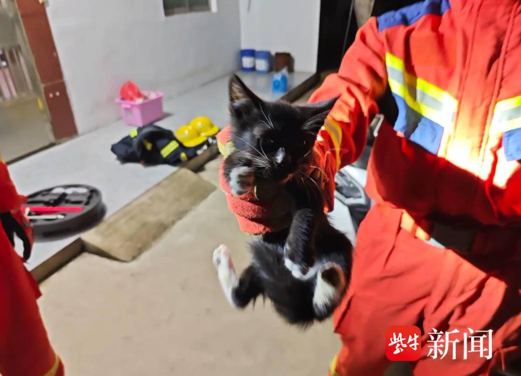 雨天开车前请留意！小奶猫“躲雨”被困引擎盖