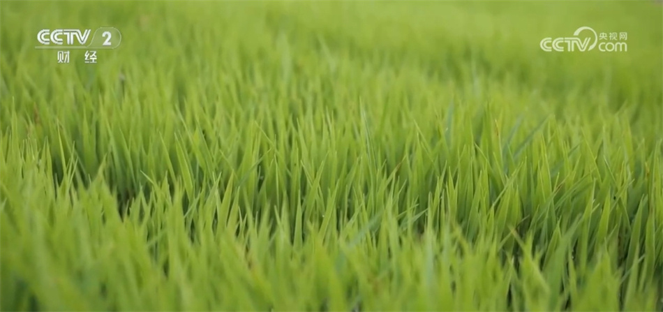 “种”出田野好“丰”景 让中国人的饭碗盛满“中国好粮”