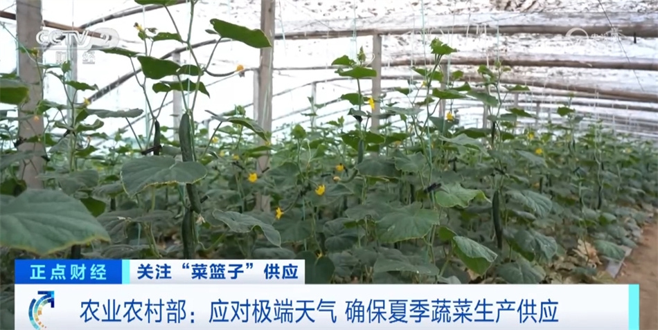 6月份全国蔬菜价格保持季节性下行 多举措保障居民拎稳“菜篮子” 6月份全国蔬菜价格保持季节性下行 多举措保障居民拎稳“菜篮子”