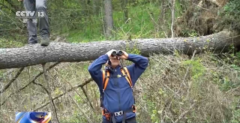 数量稳定增长!神农架金丝猴种群调查结果出炉 数量稳定增长!神农架金丝猴种群调查结果出炉