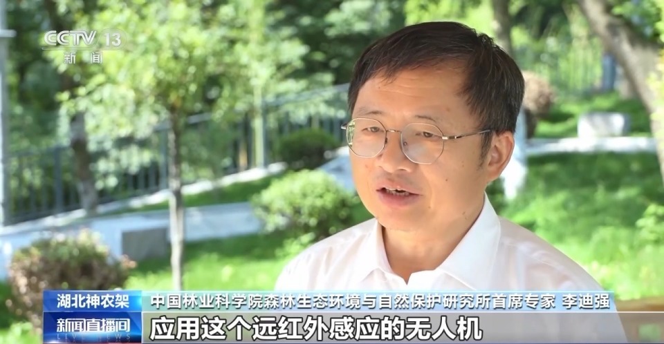 数量稳定增长!神农架金丝猴种群调查结果出炉 数量稳定增长!神农架金丝猴种群调查结果出炉