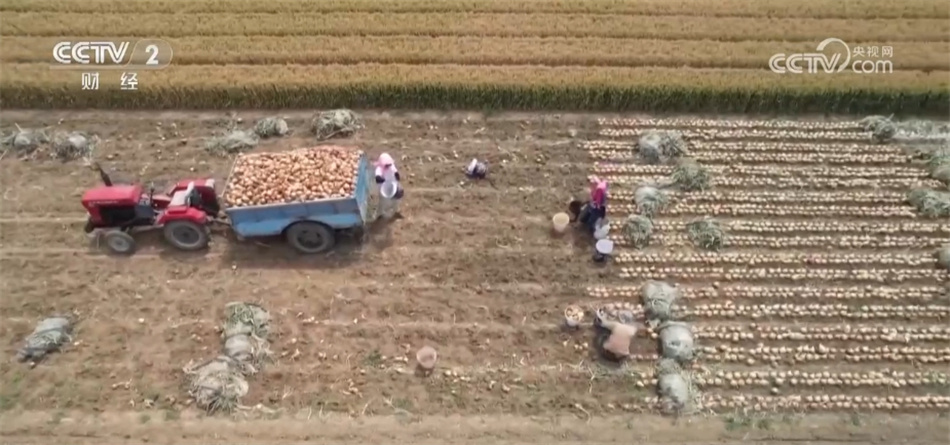 6月份全国蔬菜价格保持季节性下行 多举措保障居民拎稳“菜篮子” 6月份全国蔬菜价格保持季节性下行 多举措保障居民拎稳“菜篮子”