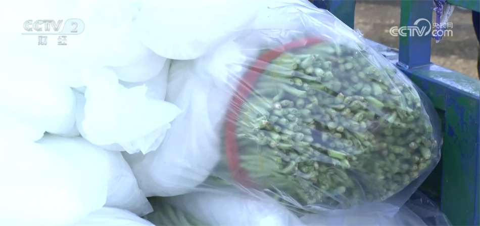 6月份全国蔬菜价格保持季节性下行 多举措保障居民拎稳“菜篮子” 6月份全国蔬菜价格保持季节性下行 多举措保障居民拎稳“菜篮子”