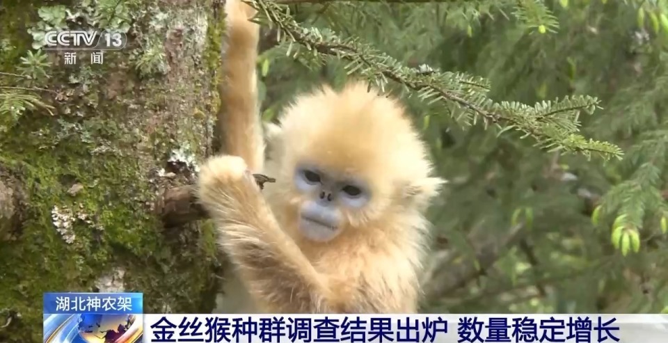 数量稳定增长!神农架金丝猴种群调查结果出炉 数量稳定增长!神农架金丝猴种群调查结果出炉