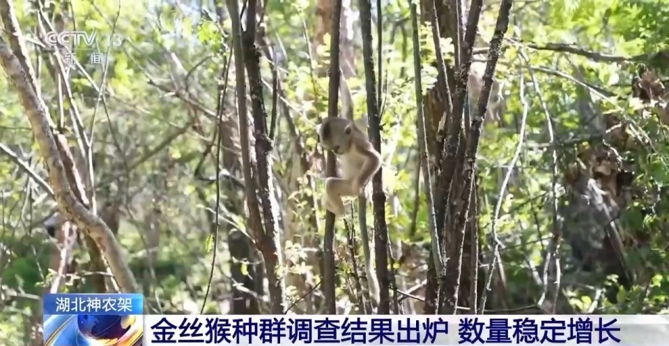 数量稳定增长!神农架金丝猴种群调查结果出炉 数量稳定增长!神农架金丝猴种群调查结果出炉