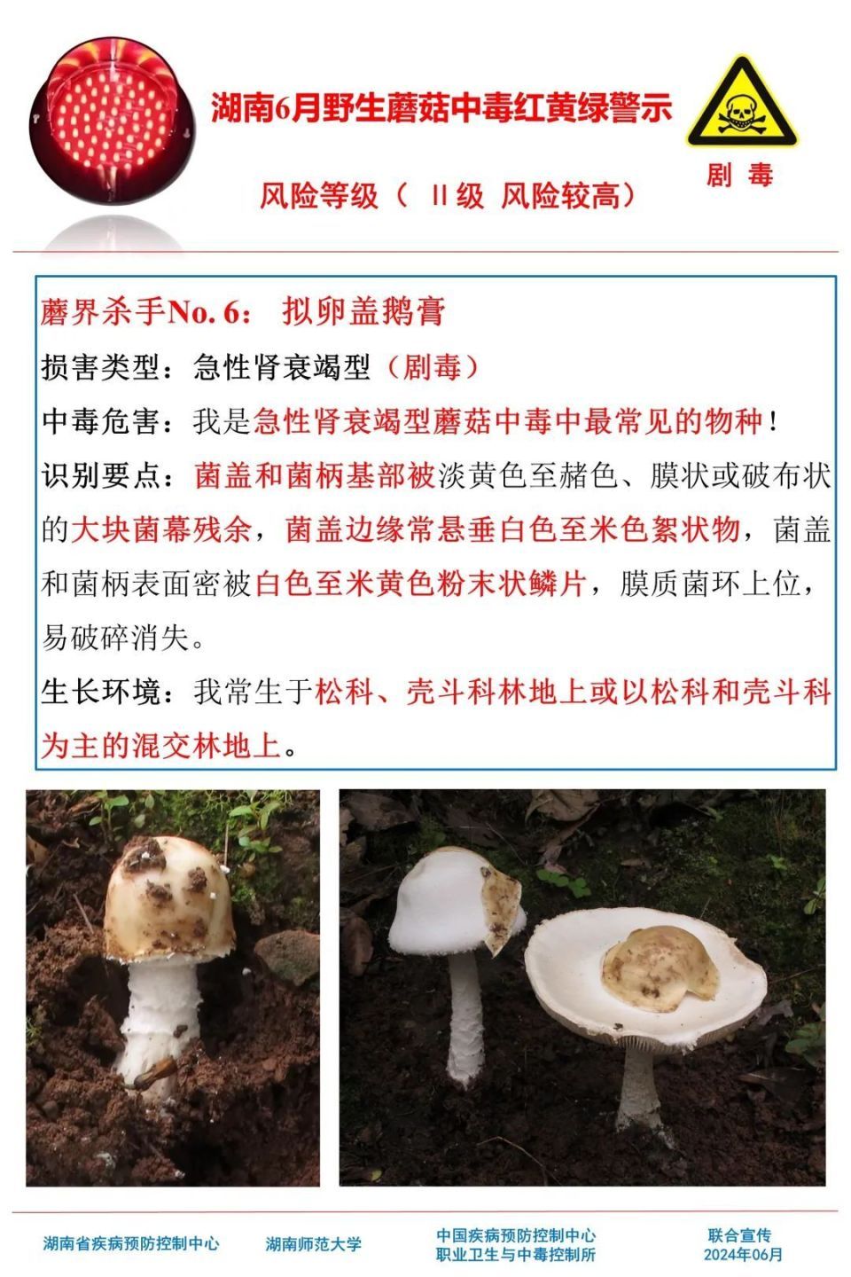 女子吃野生菌中毒致幻抓小人！湖南疾控提醒，这些野生菌有剧毒