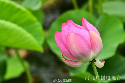 邢台襄都:雨后荷花娇艳欲滴 邢台襄都:雨后荷花娇艳欲滴