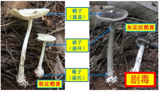肉眼难辨！这三种最容易混淆的常见蘑菇，认错易中毒