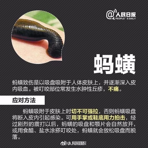 小虫子大麻烦，夏季警惕这些不起眼的“刺客”！