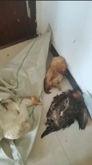 11只老母鸡不见了……海宁警方：破案！