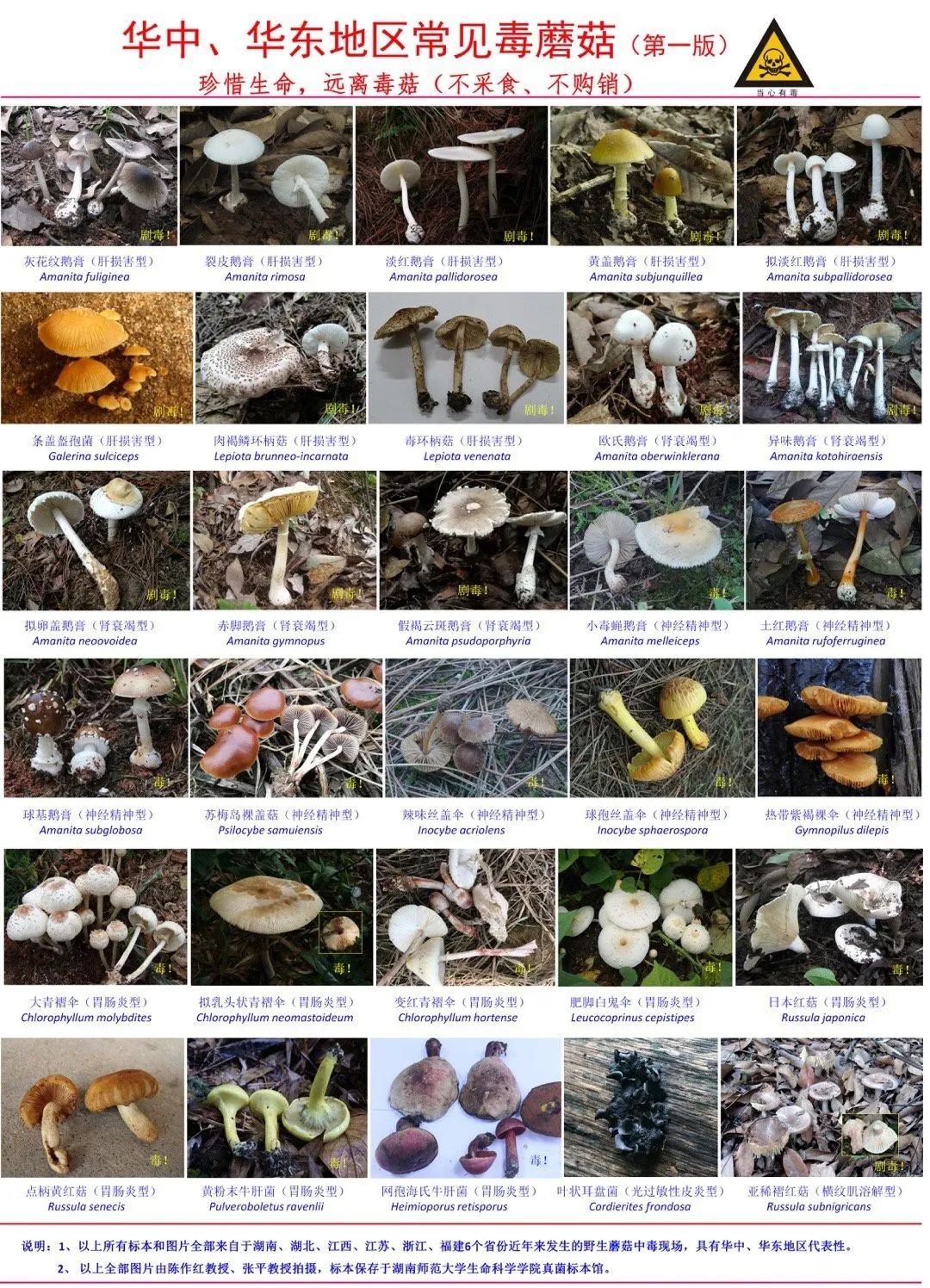 雨后正大量出现,紧急提醒:别碰别吃! 雨后正大量出现,紧急提醒:别碰别吃!