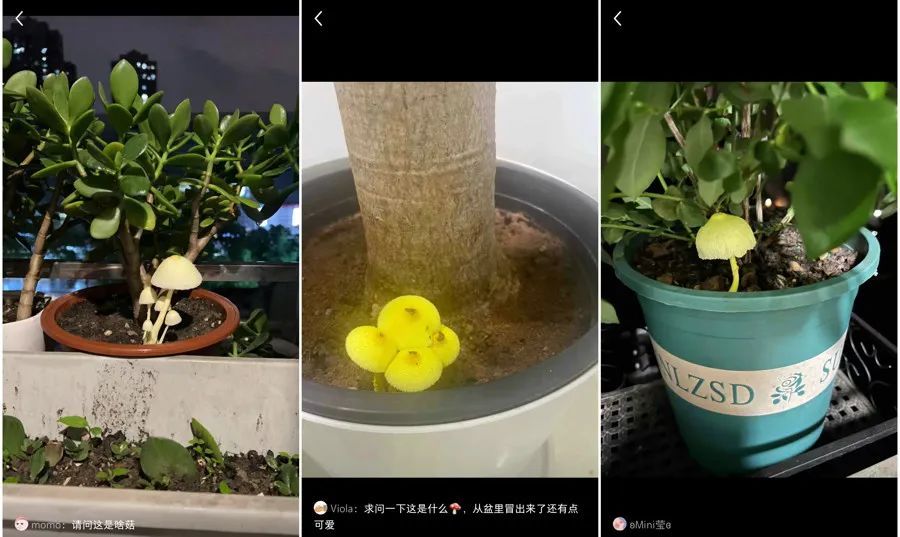 近期暴长!上海网友都在晒!发出灵魂二连问,紧急提醒→ 近期暴长!上海网友都在晒!发出灵魂二连问,紧急提醒→