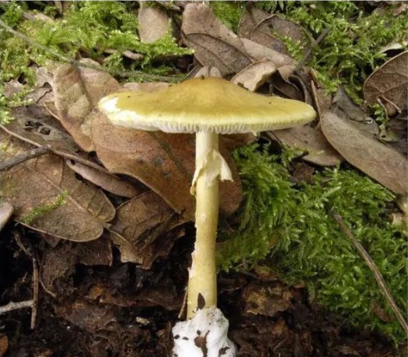 肉眼难辨！这三种最容易混淆的常见蘑菇，认错易中毒