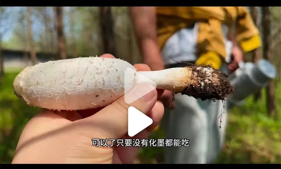 上海将在这天出梅！近期随处可见，网友都在晒，有人馋了，专家急了→