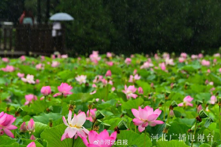 邢台襄都:雨后荷花娇艳欲滴 邢台襄都:雨后荷花娇艳欲滴