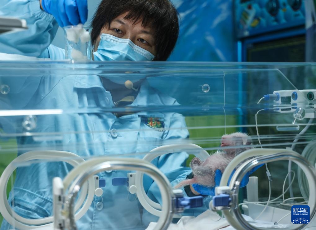 广州长隆：熊猫三胞胎老大“萌萌”当妈妈了