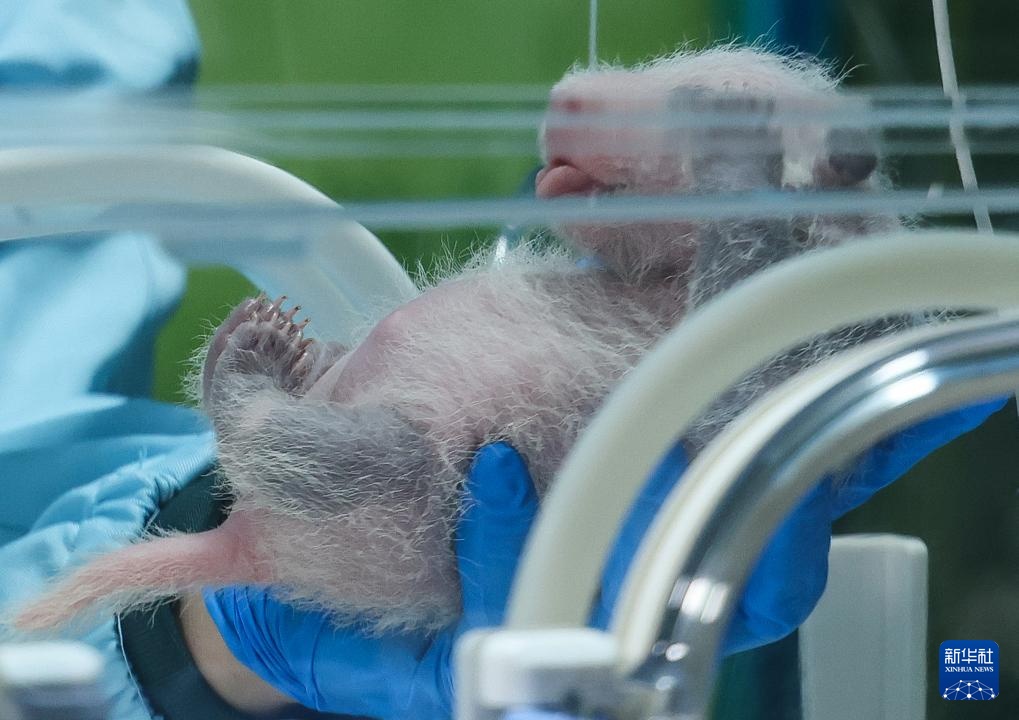 广州长隆：熊猫三胞胎老大“萌萌”当妈妈了