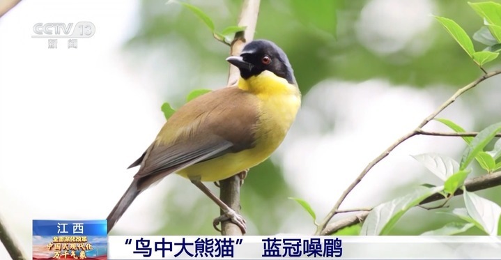 消失百年的“国宝鸟”再现！它们的特性是爱洗澡