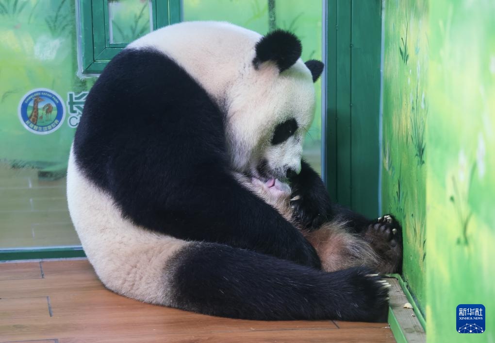 广州长隆：熊猫三胞胎老大“萌萌”当妈妈了