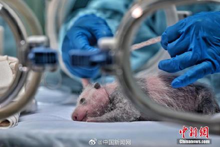 可爱！广州新生大熊猫幼崽亮相