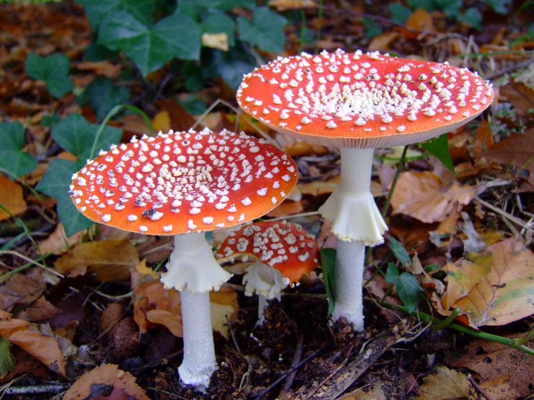 近期暴长!上海网友都在晒!发出灵魂二连问,紧急提醒→ 近期暴长!上海网友都在晒!发出灵魂二连问,紧急提醒→