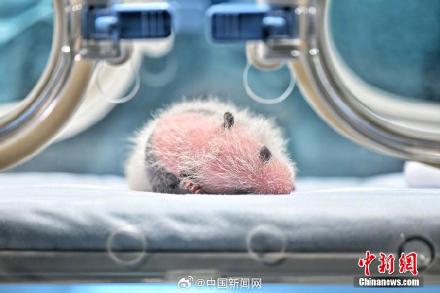 可爱！广州新生大熊猫幼崽亮相