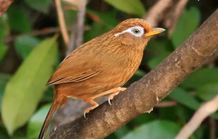 捕捉画眉鸟,36人落网! 捕捉画眉鸟,36人落网!