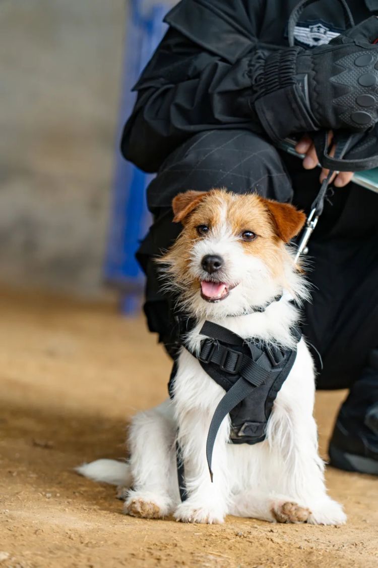 长得些许“潦草”，这只小警犬凭啥“火”了！网友：我能不能和它一起参训？