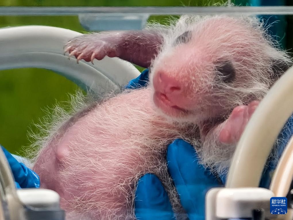 广州长隆：熊猫三胞胎老大“萌萌”当妈妈了