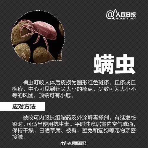 小虫子大麻烦，夏季警惕这些不起眼的“刺客”！
