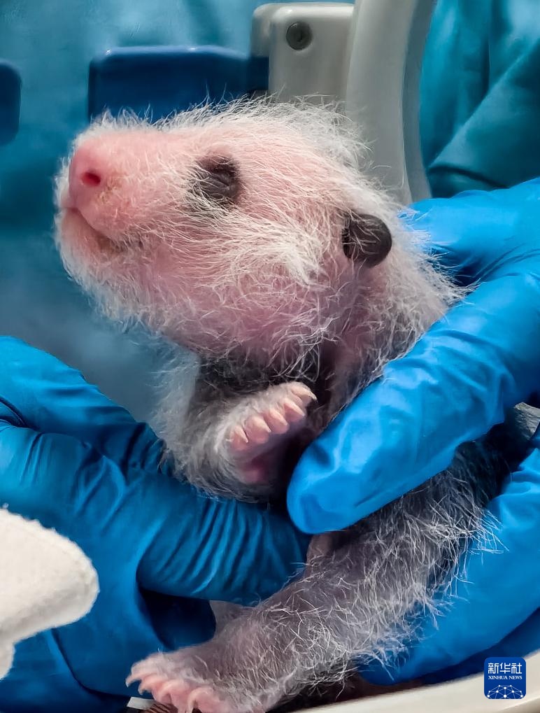 广州长隆：熊猫三胞胎老大“萌萌”当妈妈了