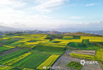 青海高原迎来了油菜花盛花期