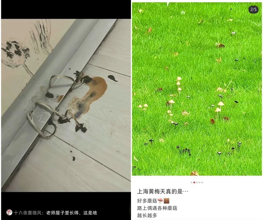 近期暴长!上海网友都在晒!发出灵魂二连问,紧急提醒→ 近期暴长!上海网友都在晒!发出灵魂二连问,紧急提醒→