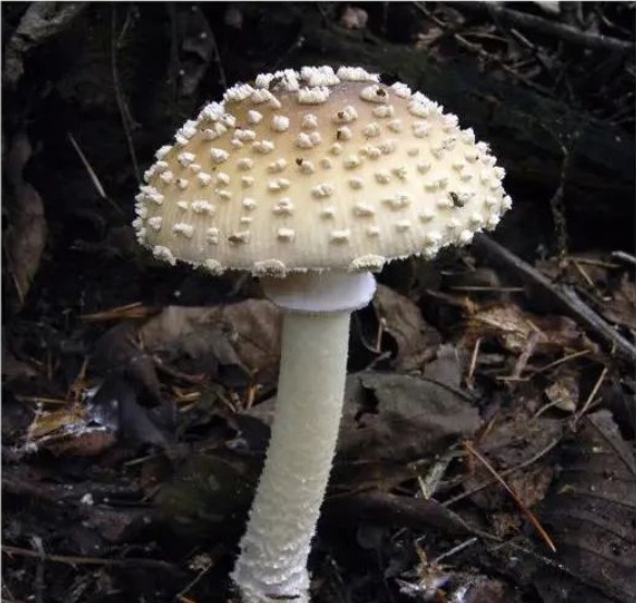 肉眼难辨！这三种最容易混淆的常见蘑菇，认错易中毒