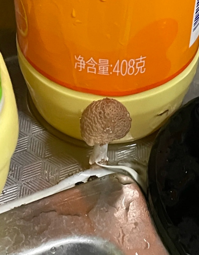雨后正大量出现,紧急提醒:别碰别吃! 雨后正大量出现,紧急提醒:别碰别吃!
