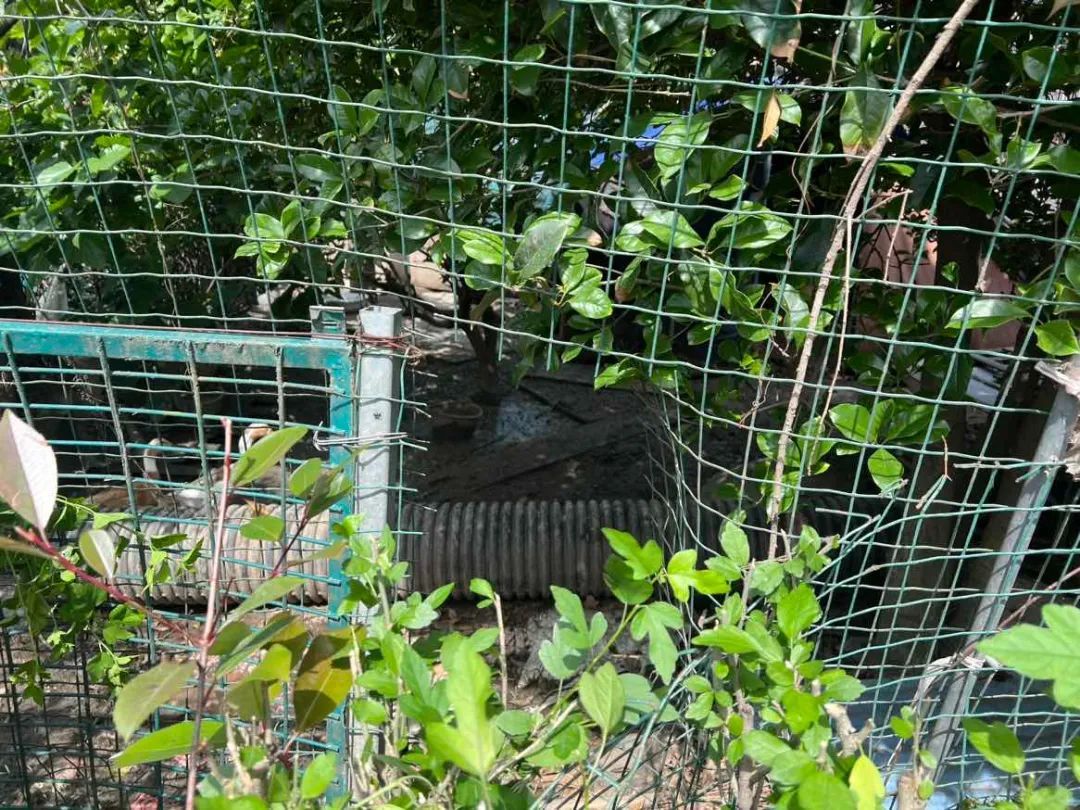 11只老母鸡不见了……海宁警方：破案！