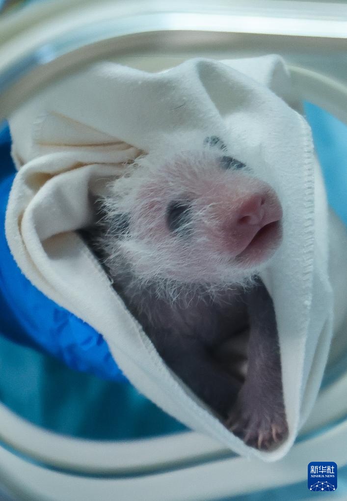 广州长隆：熊猫三胞胎老大“萌萌”当妈妈了