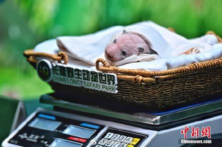 可爱！广州新生大熊猫幼崽亮相