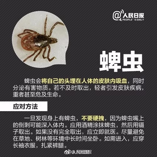 小虫子大麻烦，夏季警惕这些不起眼的“刺客”！