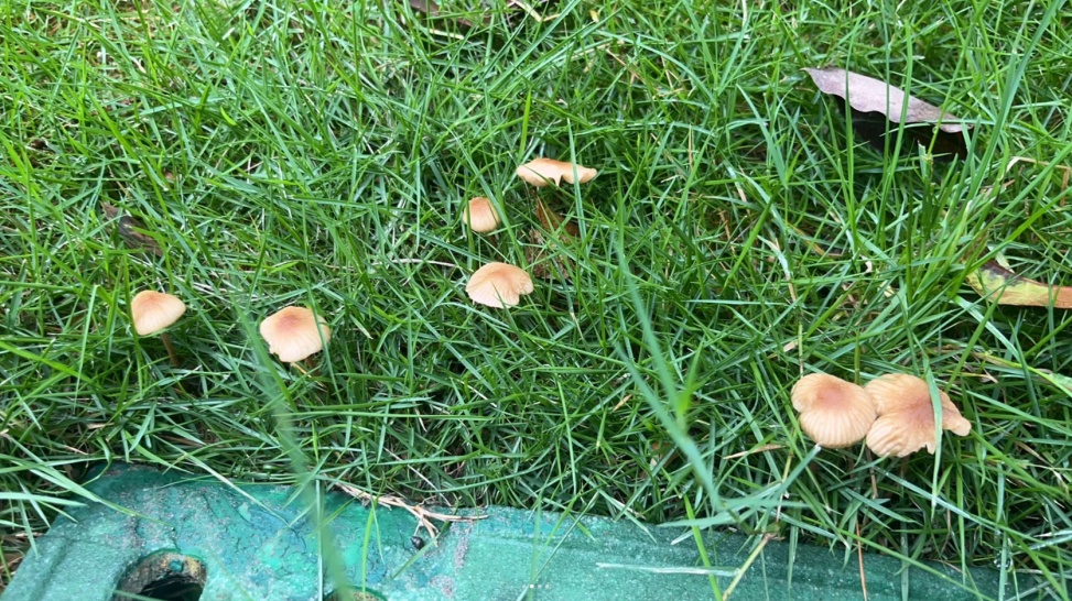 雨后正大量出现,紧急提醒:别碰别吃! 雨后正大量出现,紧急提醒:别碰别吃!