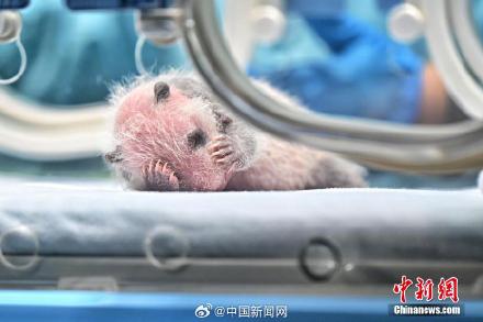 可爱！广州新生大熊猫幼崽亮相